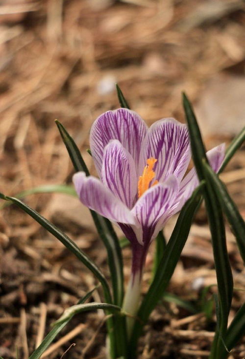 懒人福音 省心又好看的番红花（藏红花）种植指南