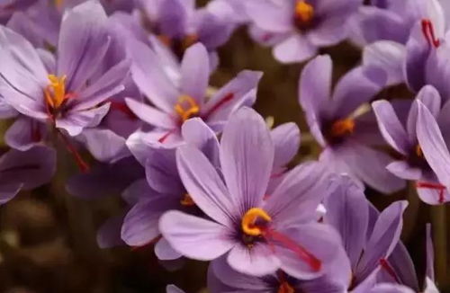 17君新春献礼 三万份藏红花种植大礼包席卷中山公园