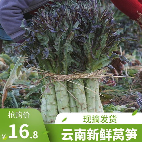 云南特色农产 新鲜莴笋与藏红花的奇妙相遇