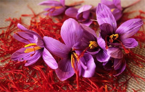 藏红花产业链解析 从种植成本到面膜价格