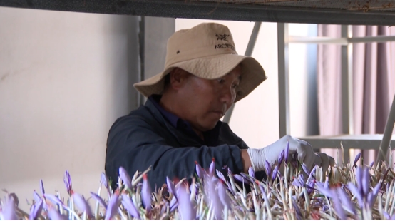 林芝藏红花喜获丰收，首次迈出国门绽放国际市场