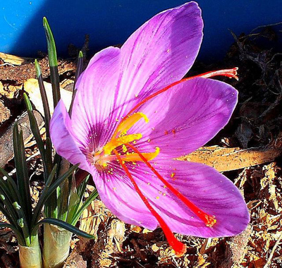 2020年藏红花种植前景与效益分析