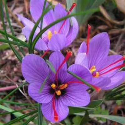 蓝天牌连续式藏红花烘干机 赋能高品质藏红花种植与加工的现代化设备