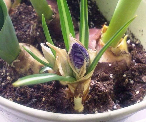 冬日暖阳 零下20度绽放的藏红花，女性养生与家居种植的完美选择