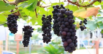 广西11种农产品上榜，珍珠李、砂糖橘等明星特产闪耀，你的家乡在其中吗？