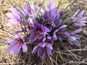永城的“财富之花” 藏红花种植的芬芳传奇