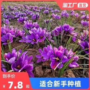 最新藏红花种球价格与种植全攻略
