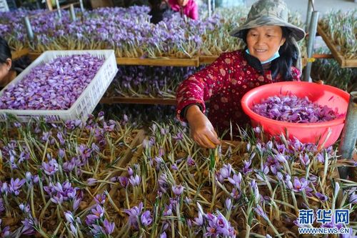 河南光山 藏红花开致富路