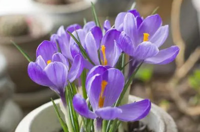 藏红花的水培与种植方法详解