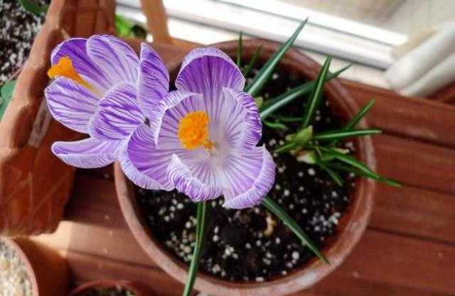 藏红花 秋冬盆栽中的瑰丽之选，点亮萧瑟季节的繁花盛景