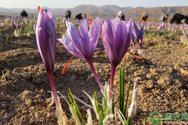 藏红花 摩洛哥柏柏尔人的农耕传统与文化传承